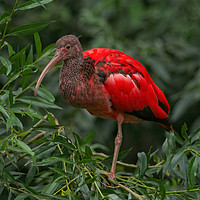 Buy canvas prints of Scarlet ibis by rawshutterbug 