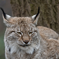 Buy canvas prints of Lynx by rawshutterbug 