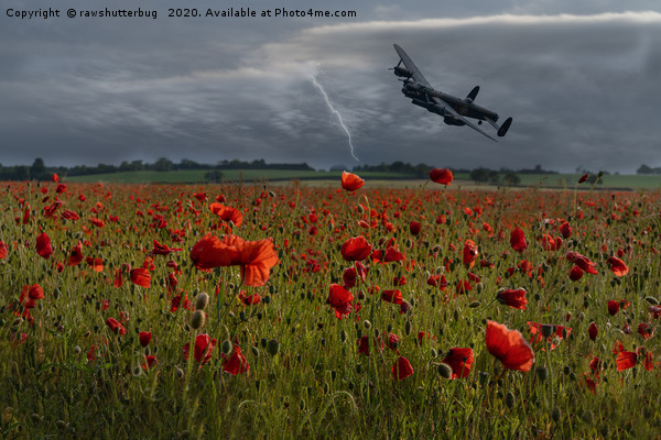 Lancaster Bomber Over A Poppy Field With Lightning Picture Board by rawshutterbug 