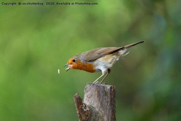 Robin In Action Trying To Catch His Food Picture Board by rawshutterbug 