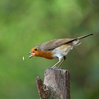 Buy canvas prints of Robin In Action Trying To Catch His Food by rawshutterbug 