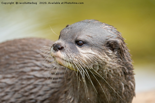 Otter Looking Behind Him Picture Board by rawshutterbug 