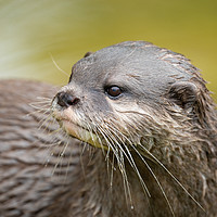 Buy canvas prints of Otter Looking Behind Him by rawshutterbug 