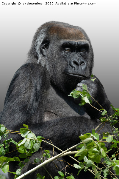 Gorilla Asante Picture Board by rawshutterbug 