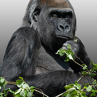 Buy canvas prints of Gorilla Asante by rawshutterbug 