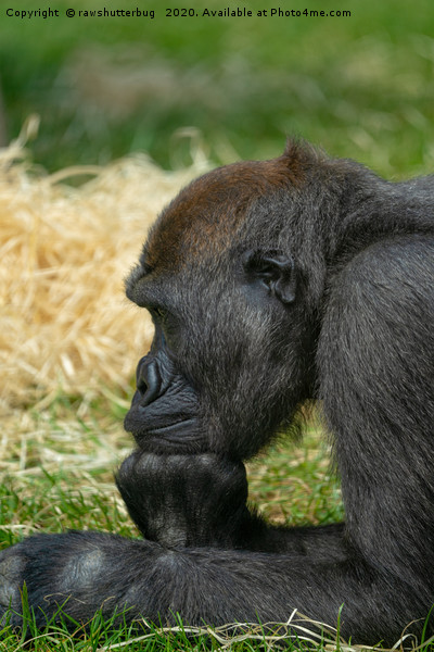 Gorilla Lope Resting His Head Picture Board by rawshutterbug 