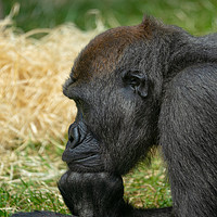 Buy canvas prints of Gorilla Lope Resting His Head by rawshutterbug 