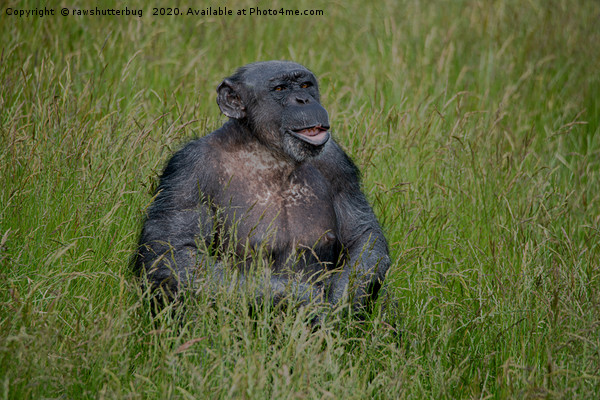 Chimpanzee Sitting In The Grass Picture Board by rawshutterbug 