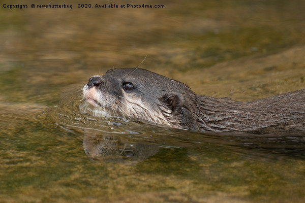 Swimming Otter Picture Board by rawshutterbug 