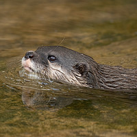 Buy canvas prints of Swimming Otter by rawshutterbug 