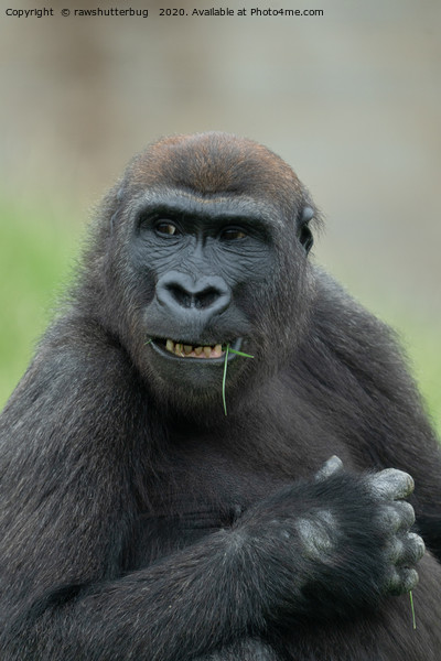 Lovable Gorilla Rascal Lope Picture Board by rawshutterbug 
