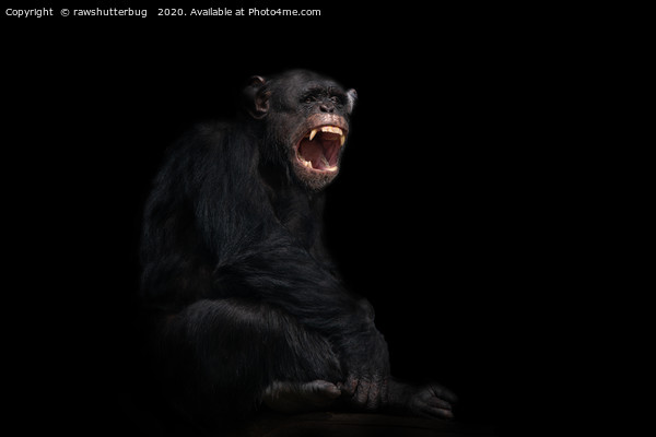 Chimpanzee Showing His Teeth Picture Board by rawshutterbug 