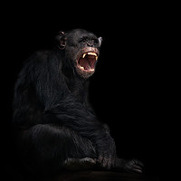 Buy canvas prints of Chimpanzee Showing His Teeth by rawshutterbug 
