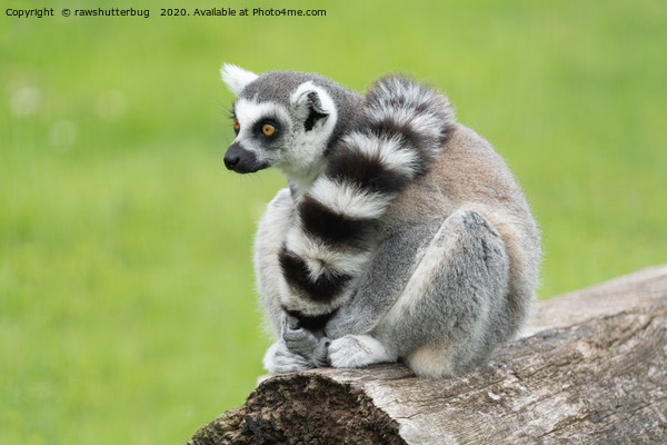 Lemur Picture Board by rawshutterbug 