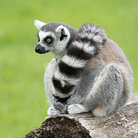 Buy canvas prints of Lemur by rawshutterbug 