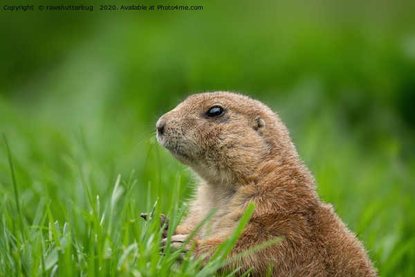 Black-tailed prairie dog in the grass Picture Board by rawshutterbug 