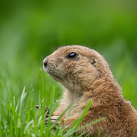 Buy canvas prints of Black-tailed prairie dog in the grass by rawshutterbug 