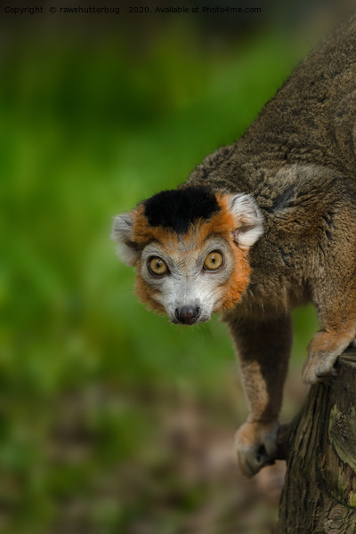 Crowned Lemur Picture Board by rawshutterbug 