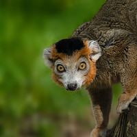 Buy canvas prints of Crowned Lemur by rawshutterbug 