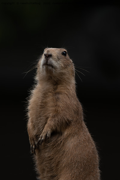 Prairie Dog Lookout Picture Board by rawshutterbug 