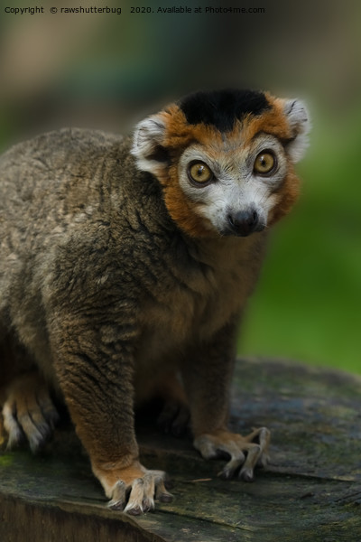 Crowned Lemur Looking At You Picture Board by rawshutterbug 