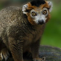 Buy canvas prints of Crowned Lemur Looking At You by rawshutterbug 