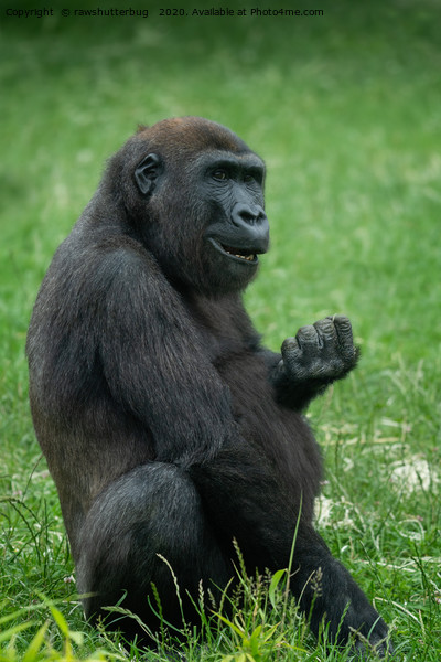 Gorilla Lope Sitting In The Green Summer Grass Picture Board by rawshutterbug 
