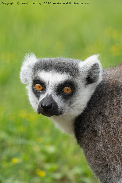 Eyes Of A Ring Tailed Lemur Picture Board by rawshutterbug 