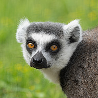 Buy canvas prints of Eyes Of A Ring Tailed Lemur by rawshutterbug 