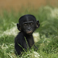 Buy canvas prints of Baby Bonobo by rawshutterbug 