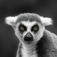 Buy canvas prints of Ring-Tailed Lemur Portrait by rawshutterbug 
