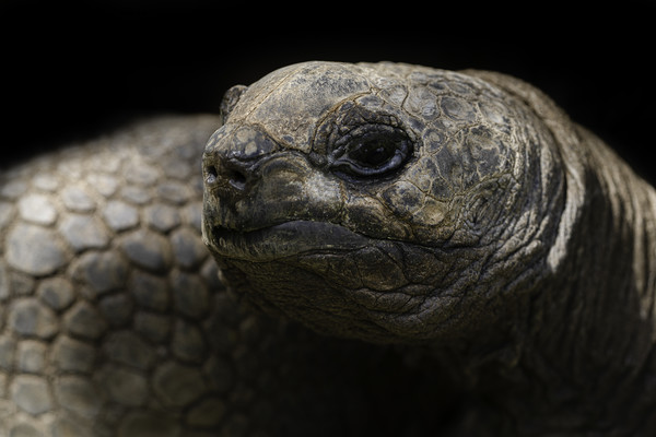 Giant Aldabra Tortoise Close-Up Picture Board by rawshutterbug 