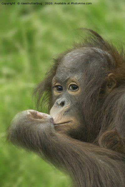Baby Orangutan  Picture Board by rawshutterbug 