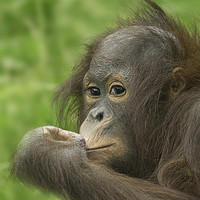 Buy canvas prints of Baby Orangutan  by rawshutterbug 