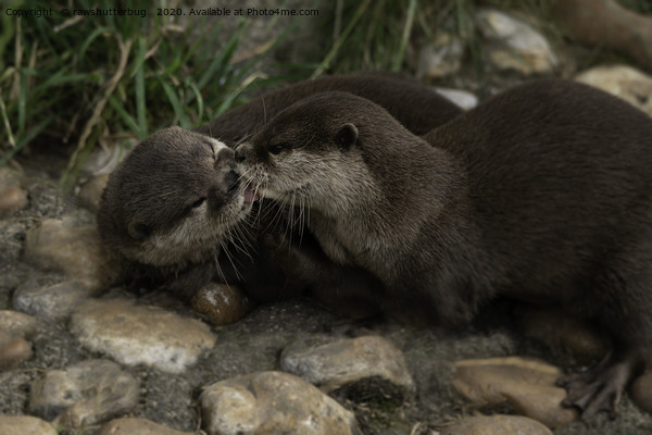 Kissing Otters Picture Board by rawshutterbug 