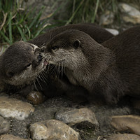 Buy canvas prints of Kissing Otters by rawshutterbug 