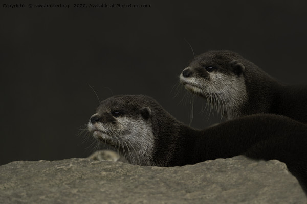 Otter Brothers Picture Board by rawshutterbug 