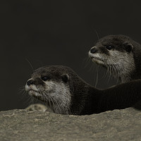 Buy canvas prints of Otter Brothers by rawshutterbug 