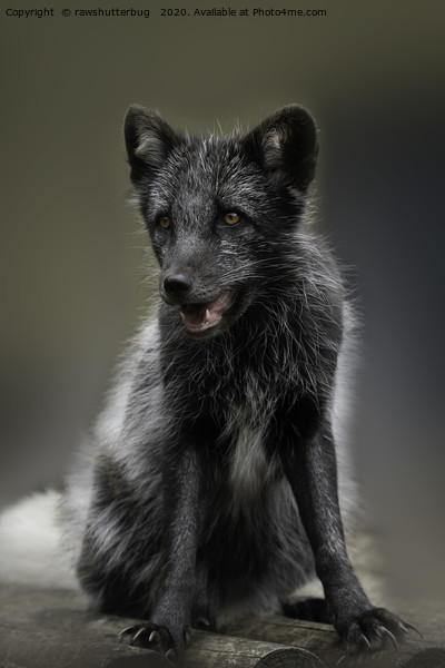 Arctic Fox Picture Board by rawshutterbug 