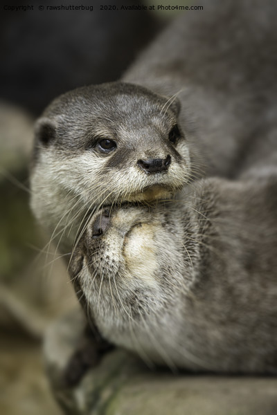 Otter Cuddle Picture Board by rawshutterbug 
