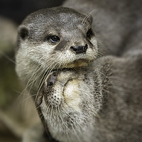 Buy canvas prints of Otter Cuddle by rawshutterbug 