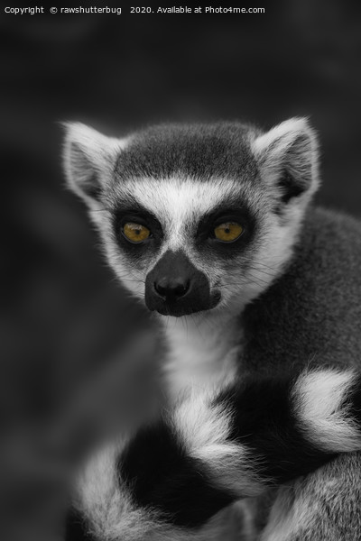 Lemur Eyes Picture Board by rawshutterbug 