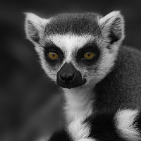 Buy canvas prints of Lemur Eyes by rawshutterbug 