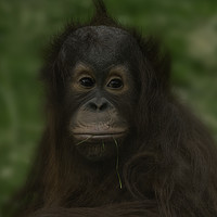 Buy canvas prints of Baby Orangutan by rawshutterbug 
