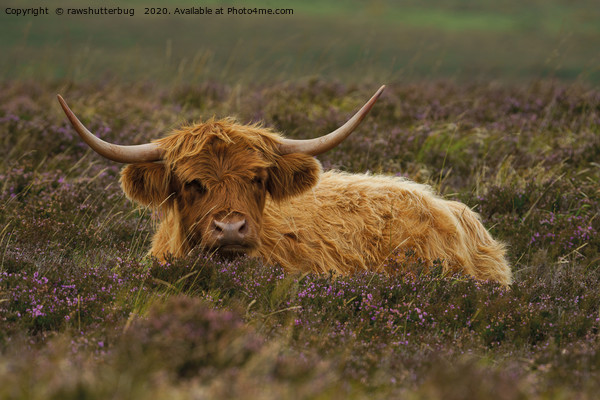 Highland Cow Resting Among The Heather Picture Board by rawshutterbug 