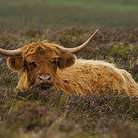 Buy canvas prints of Highland Cow Resting Among The Heather by rawshutterbug 