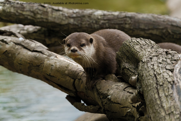 Otter On A Tree Picture Board by rawshutterbug 