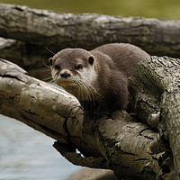 Buy canvas prints of Otter On A Tree by rawshutterbug 