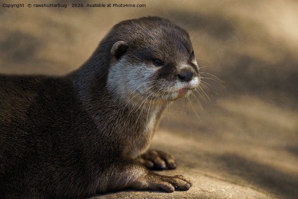 Otter Close-Up Picture Board by rawshutterbug 
