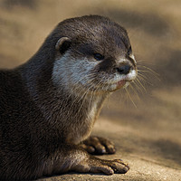 Buy canvas prints of Otter Close-Up by rawshutterbug 